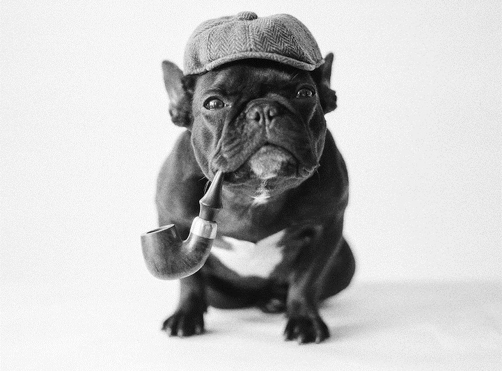 dashing dog disguised as sherlock holmes
