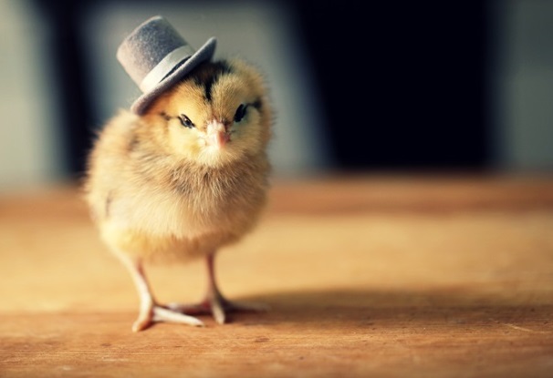 tiny chick wearing a jaunty hat