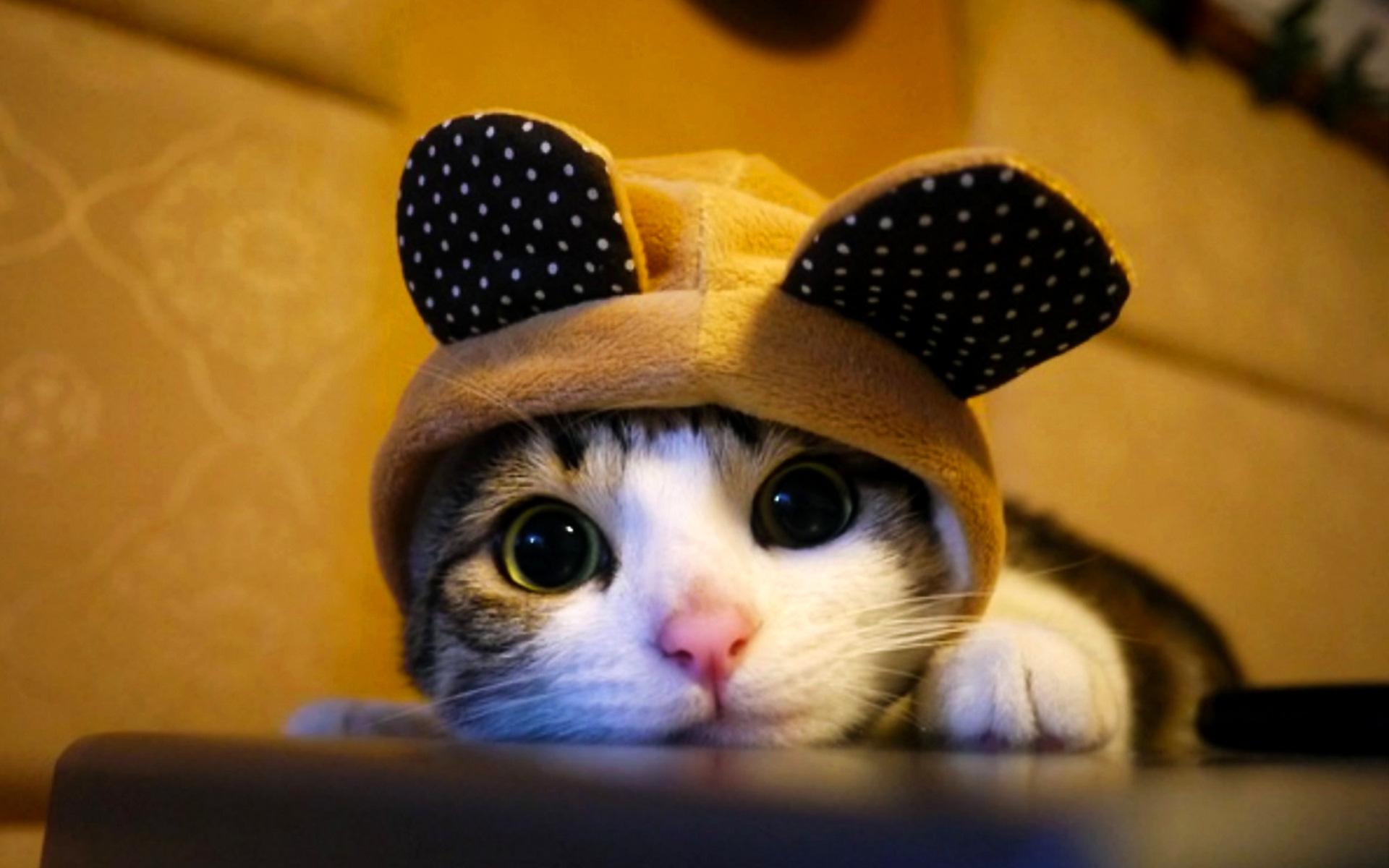 cute cate dressed as bear
