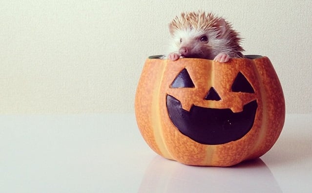 hedgehog peeking out of jack-o-lantern